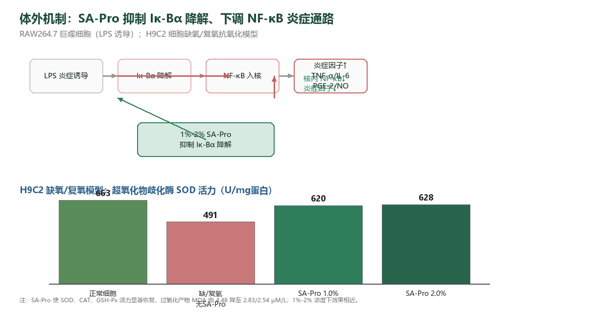 SA-Pro体外机制图：抑制Iκ-Bα降解下调核内NF-κB炎症通路，并提升H9C2缺氧复氧模型SOD抗氧化酶活力