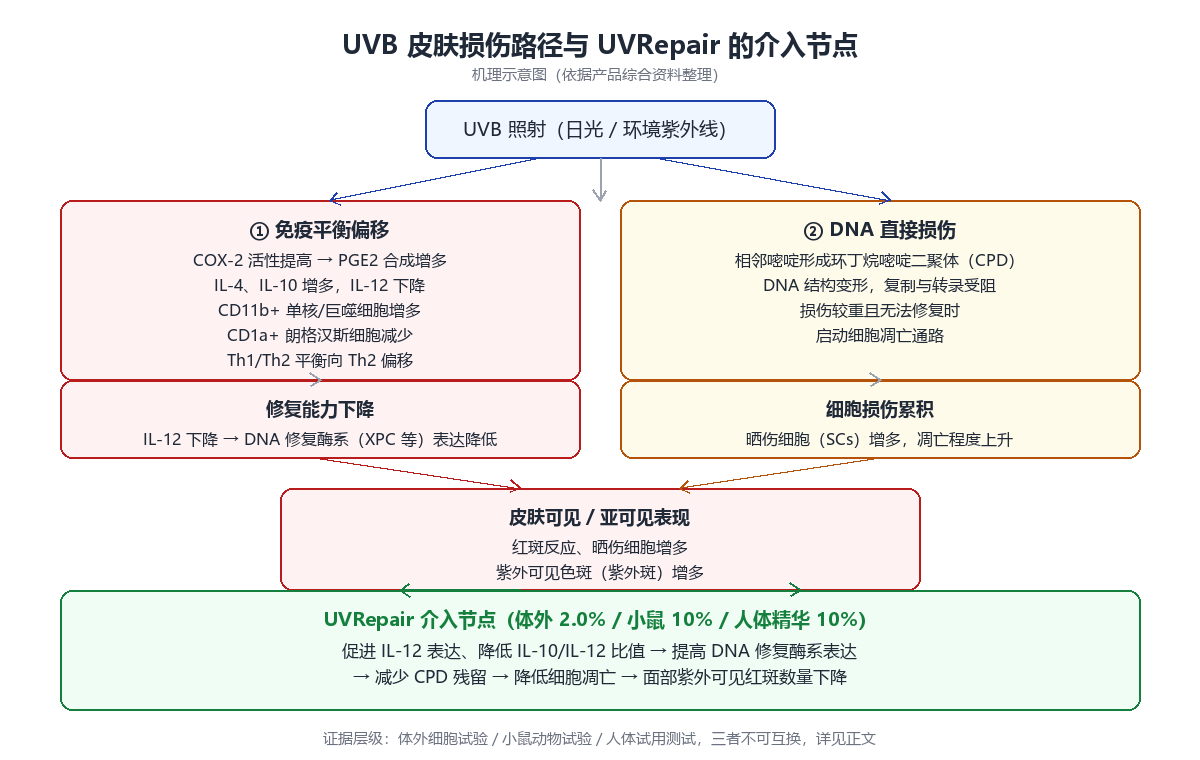 UVB 皮肤损伤路径与 UVRepair 介入节点示意图,包含免疫平衡偏移、DNA 直接损伤、修复能力下降、细胞损伤累积与可见表现