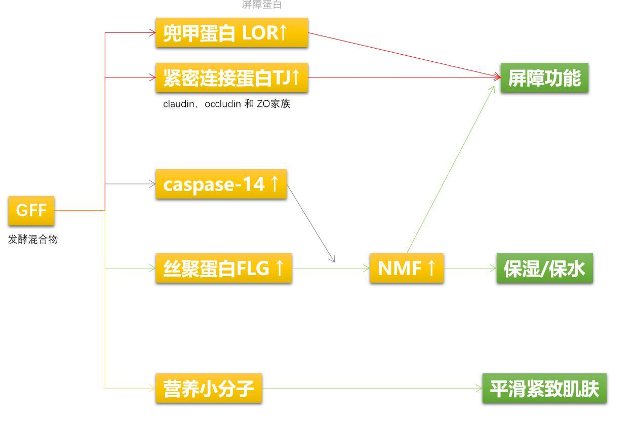 半乳糖酵母发酵液 GFF 作用机理图