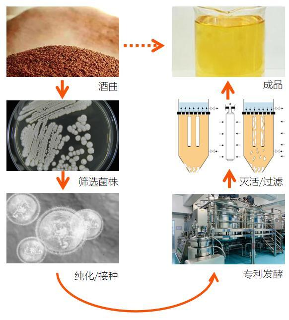 酒曲来源丝孢酵母菌种来源示意