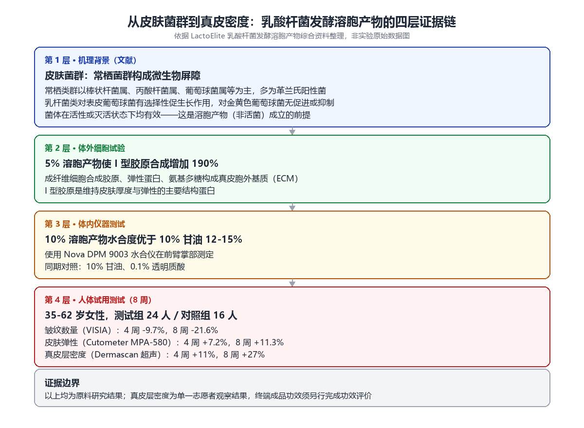 乳酸杆菌发酵溶胞产物的四层证据链示意图,涵盖皮肤菌群机理背景、体外胶原合成、体内保湿测试与人体 8 周试用
