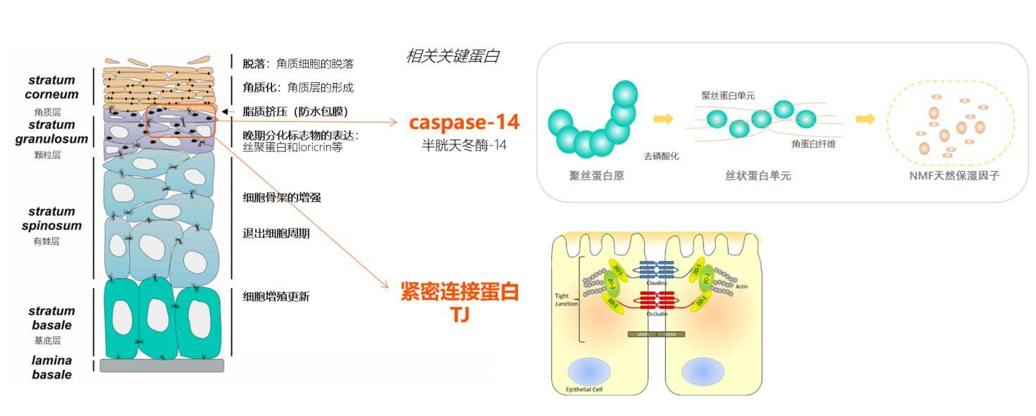皮肤表皮屏障与保护功能结构示意