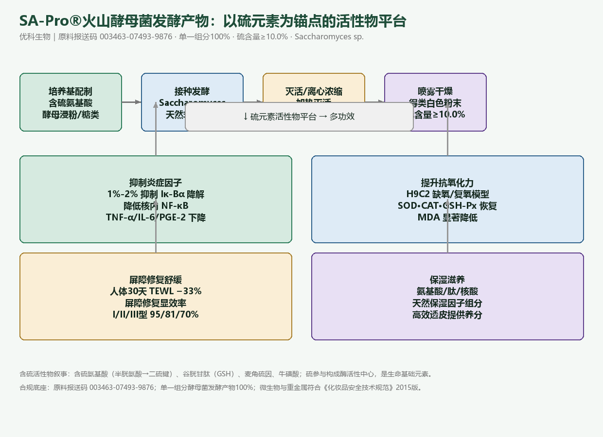 SA-Pro火山酵母菌发酵产物硫元素活性物平台机理链：含硫氨基酸培养基经酵母发酵喷雾干燥得粉末，作用于抑制炎症因子、抗氧化、屏障修护与保湿