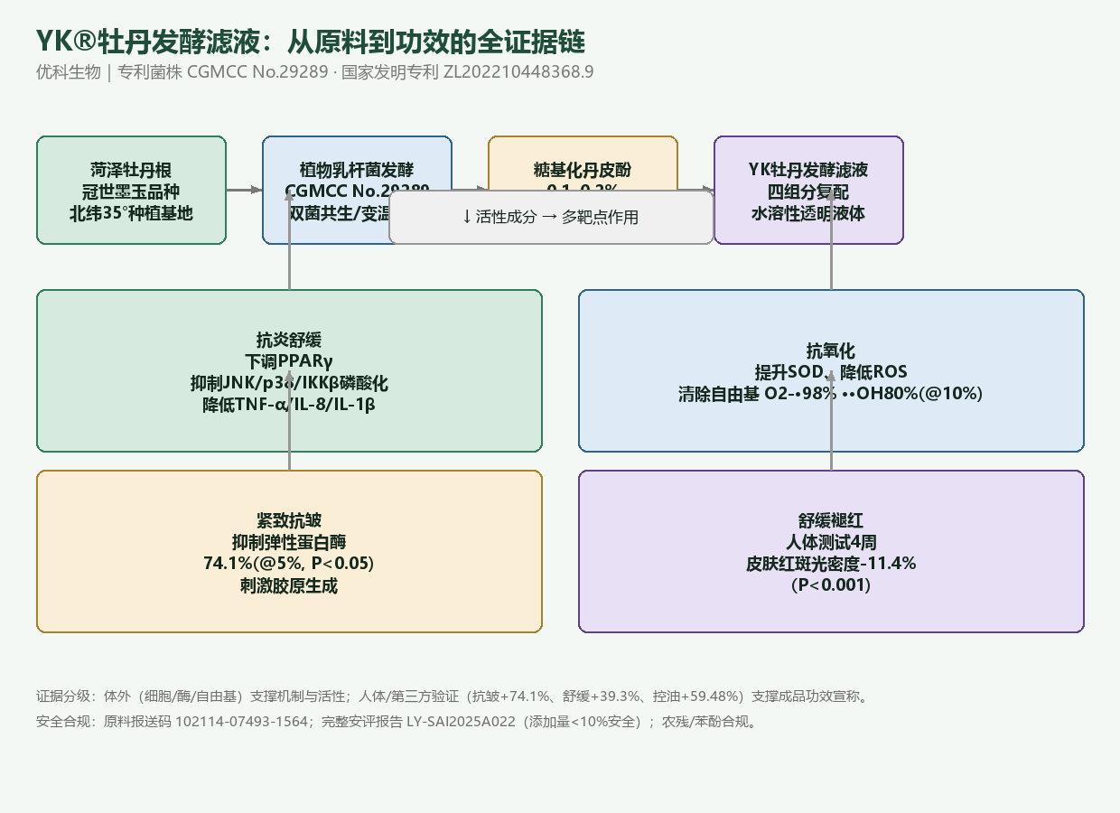 YK牡丹发酵滤液工艺与多靶点机理链示意图:牡丹根经植物乳杆菌发酵得到糖基化丹皮酚,作用于抗炎、抗氧化、紧致、舒缓四大靶点