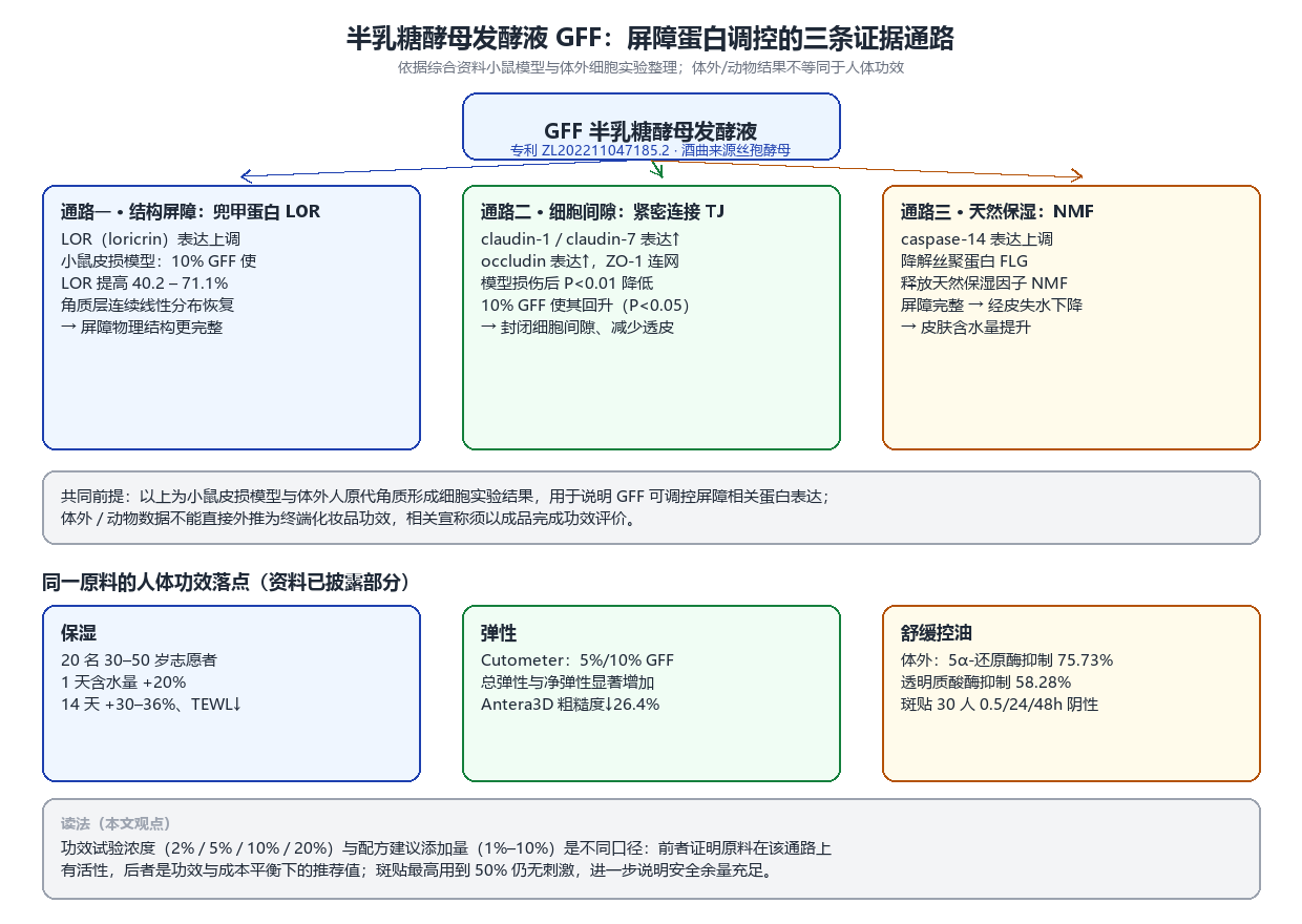 半乳糖酵母发酵液 GFF 屏障蛋白调控三通路路径图