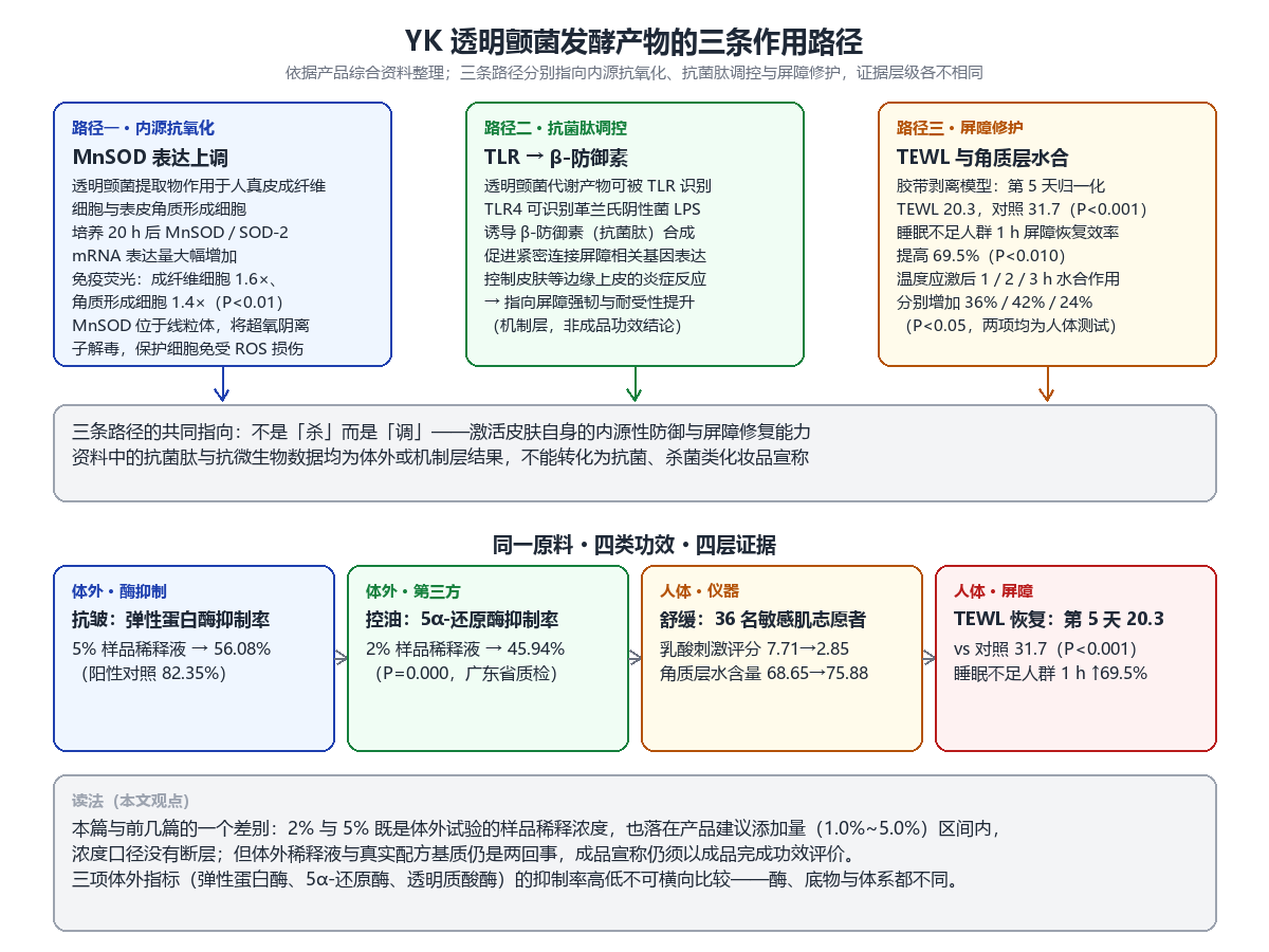 YK 透明颤菌发酵产物的三条作用路径示意图,分别指向 MnSOD 内源抗氧化、TLR 抗菌肽调控与 TEWL 屏障修护,下方列出四类功效对应的四层证据