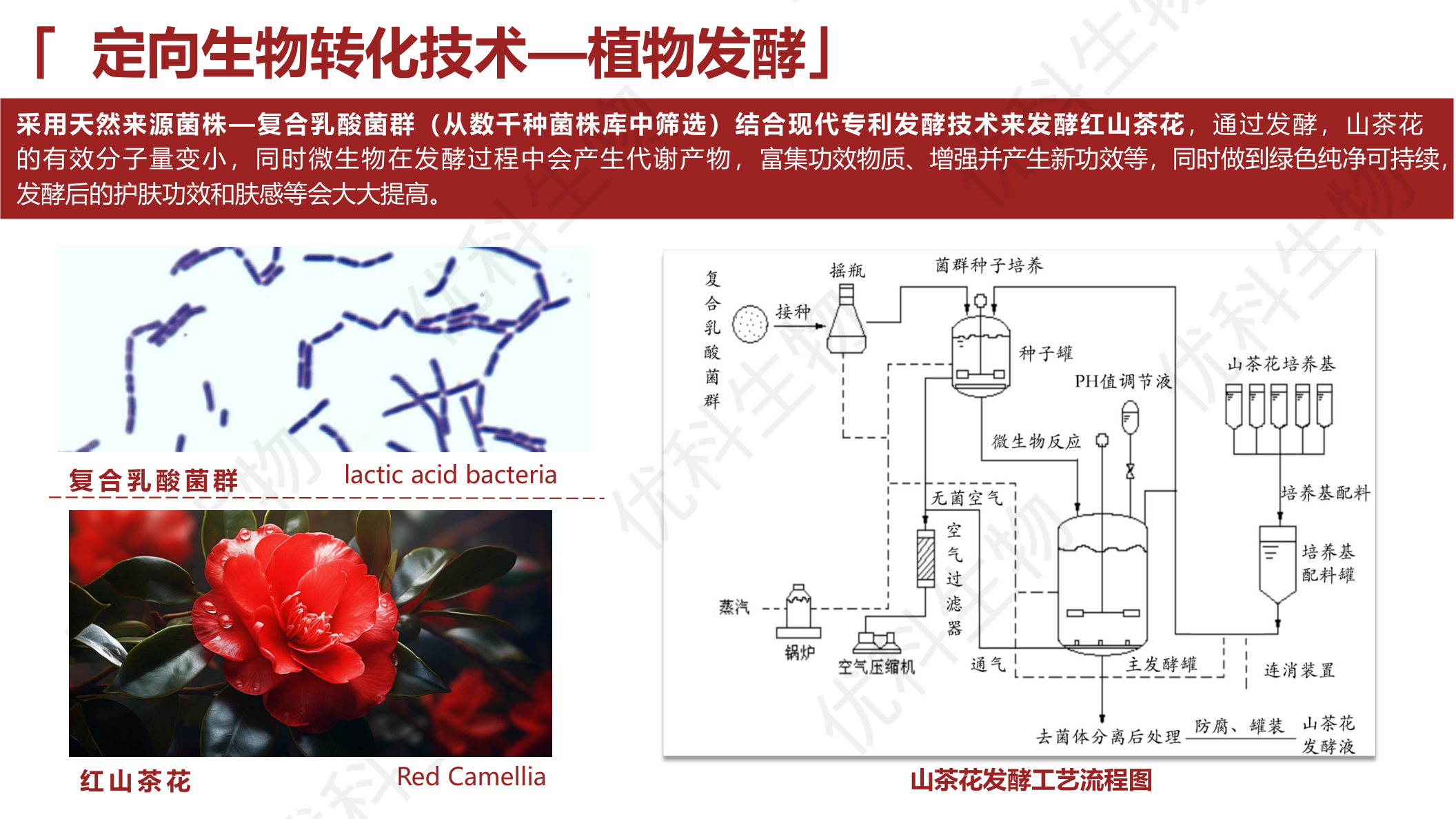 植物定向生物转化技术:以复合乳酸菌群发酵红山茶花的工艺流程示意