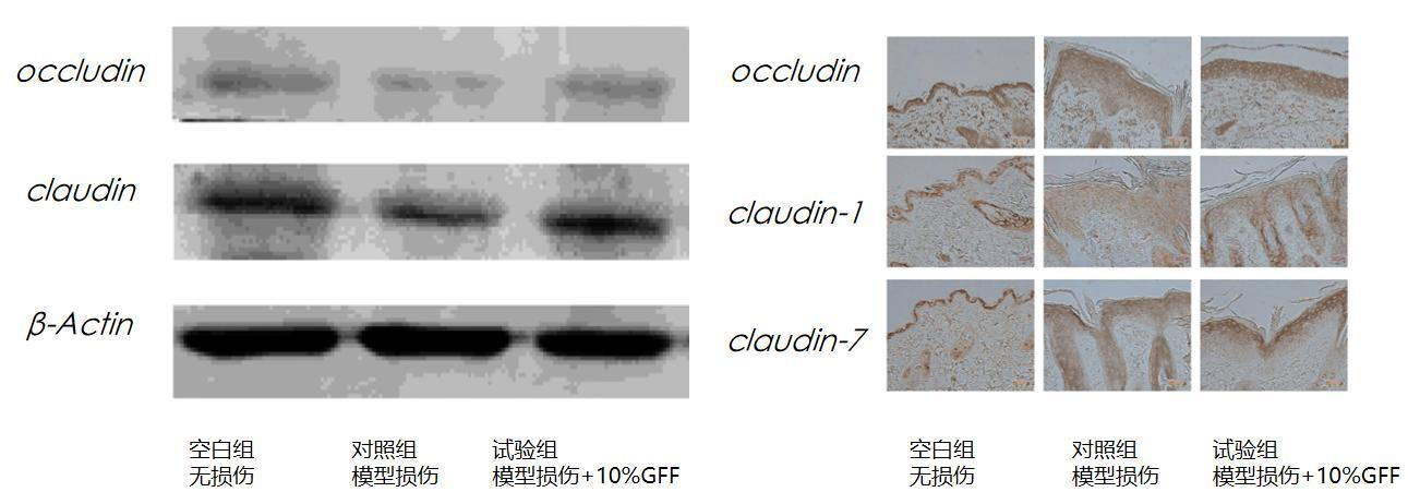 小鼠皮损 claudin-7 与 occludin 蛋白表达检测
