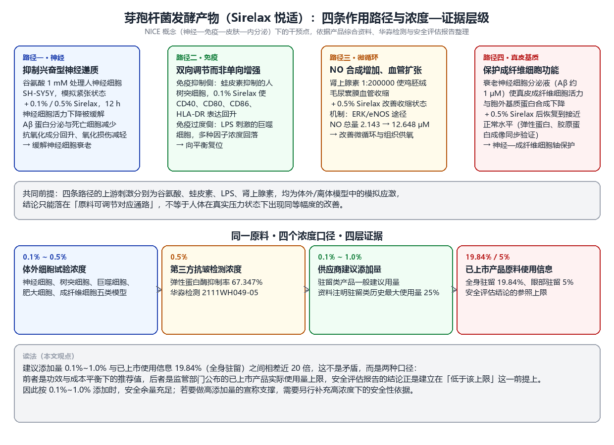 芽孢杆菌发酵产物的四条作用路径示意图,分别为神经、免疫、微循环与真皮基质,下排列出 0.1%~0.5%、0.5%、0.1%~1.0%、19.84%/5% 四个浓度口径及其对应证据层级