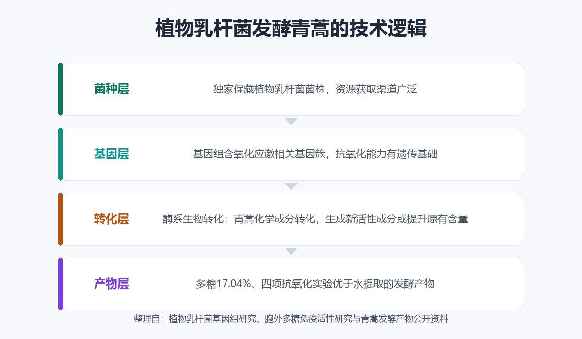 植物乳杆菌发酵青蒿的技术逻辑:菌种层、基因层、转化层、产物层四层递进
