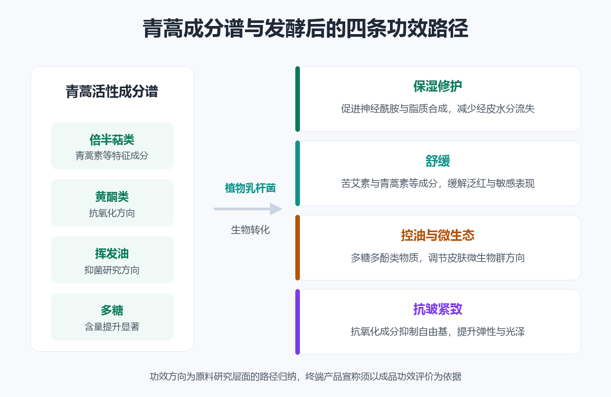 青蒿成分谱经植物乳杆菌生物转化后的四条功效路径:保湿修护、舒缓、控油与微生态、抗皱紧致