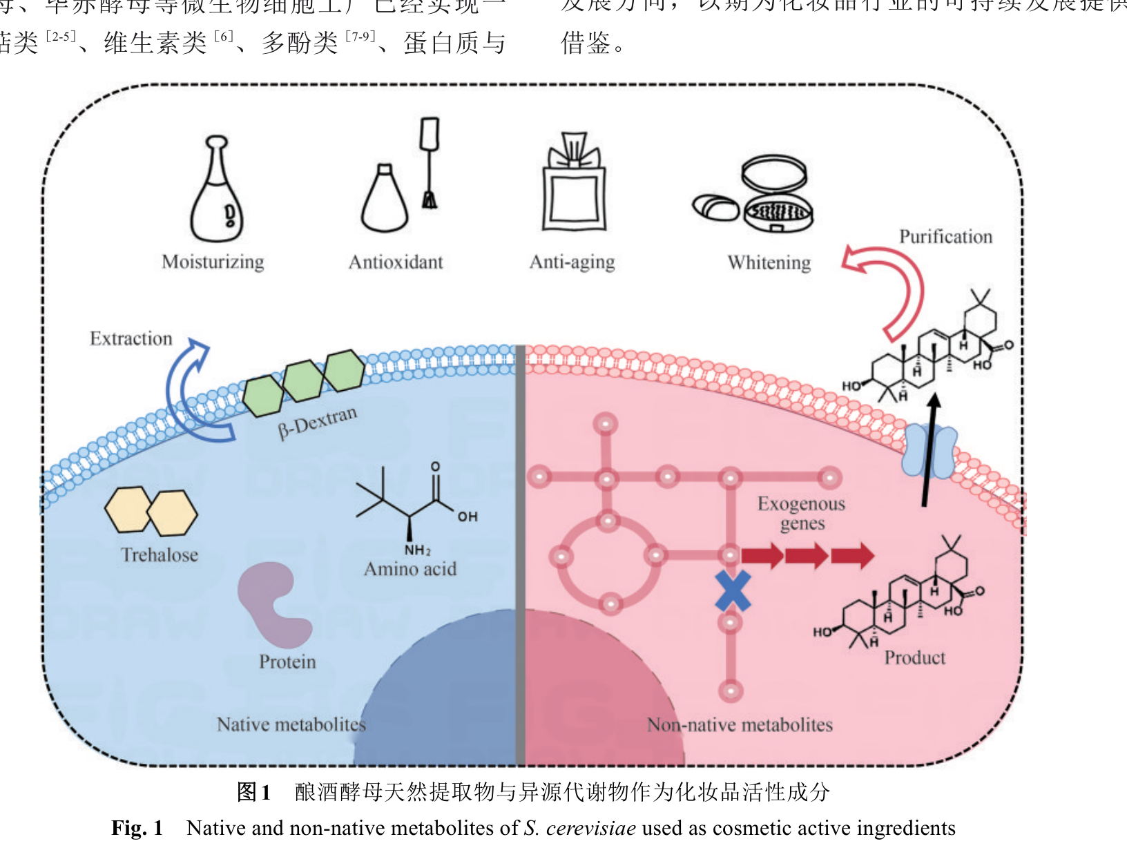 酿酒酵母天然提取物与异源代谢物作为化妆品活性成分示意图