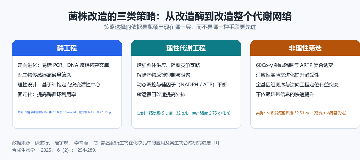 菌株改造的三类策略:酶工程、理性代谢工程与非理性筛选