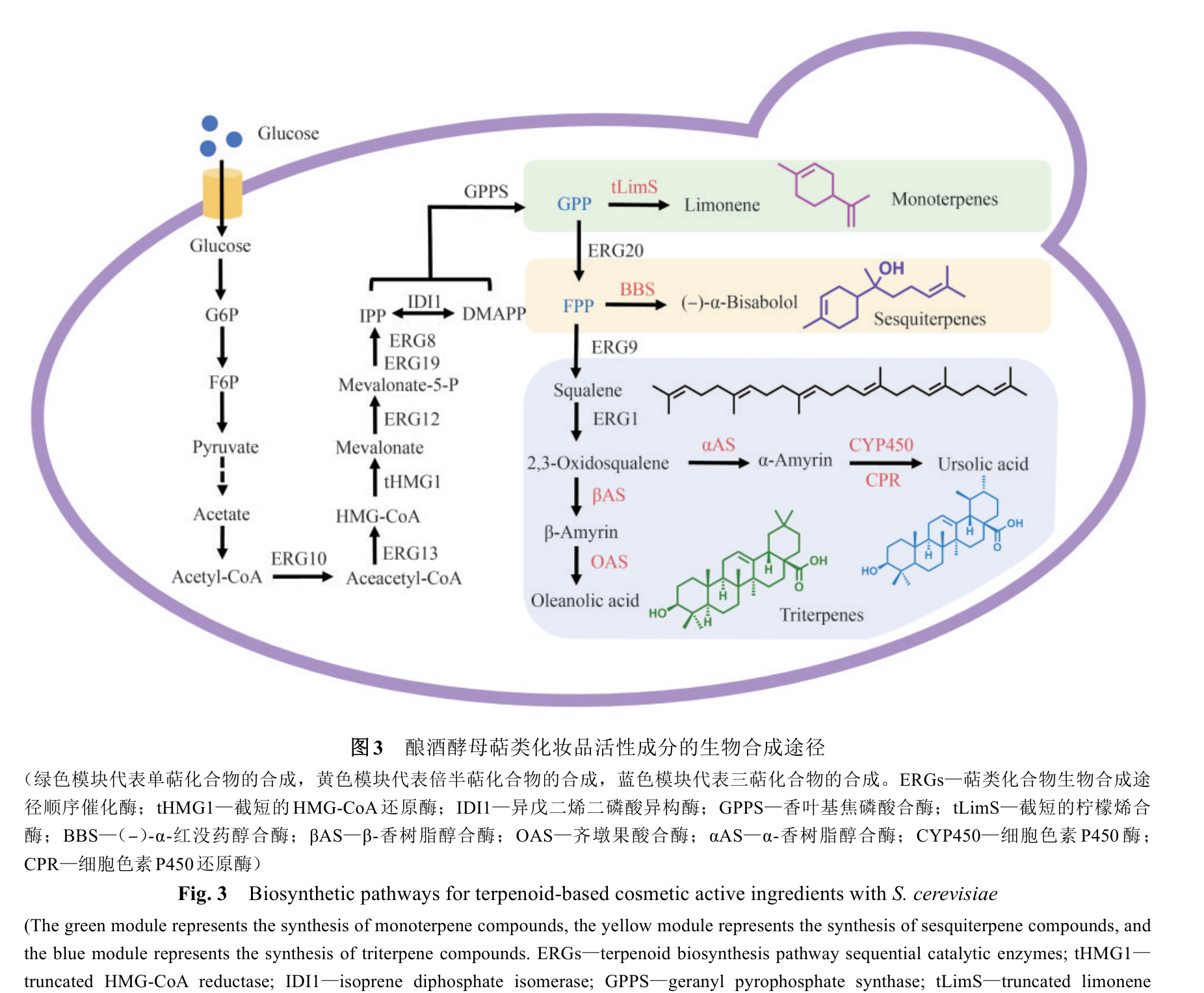 酿酒酵母萜类化妆品活性成分的生物合成途径示意图