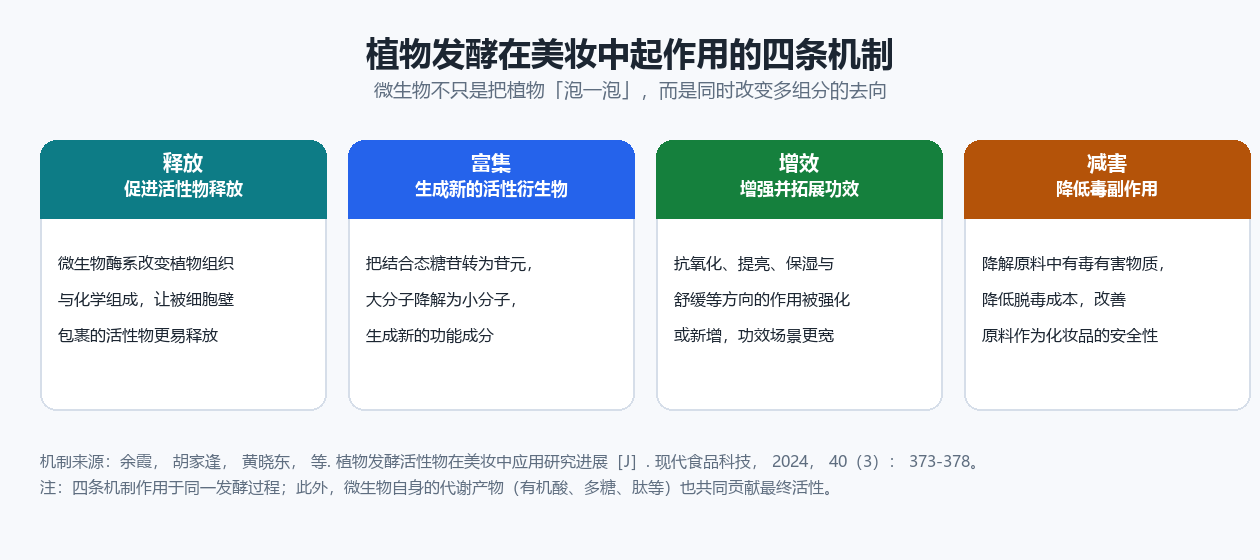 植物发酵在美妆中起作用的四条机制示意图