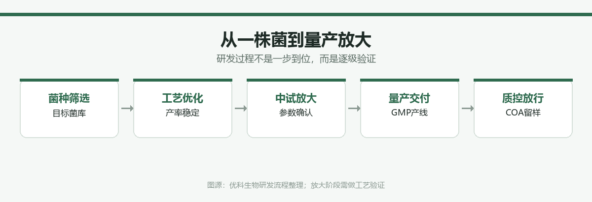 从一株菌到量产放大的研发路径图