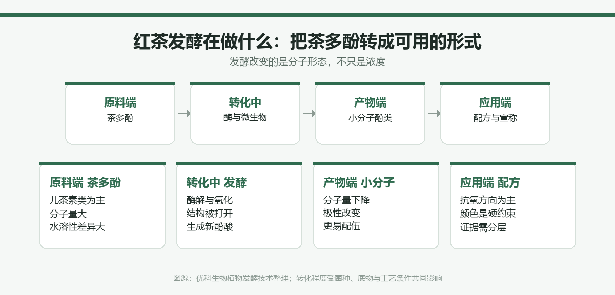 红茶发酵的多酚转化路径:从茶多酚经酶与微生物转化生成小分子酚类,再进入配方与宣称环节