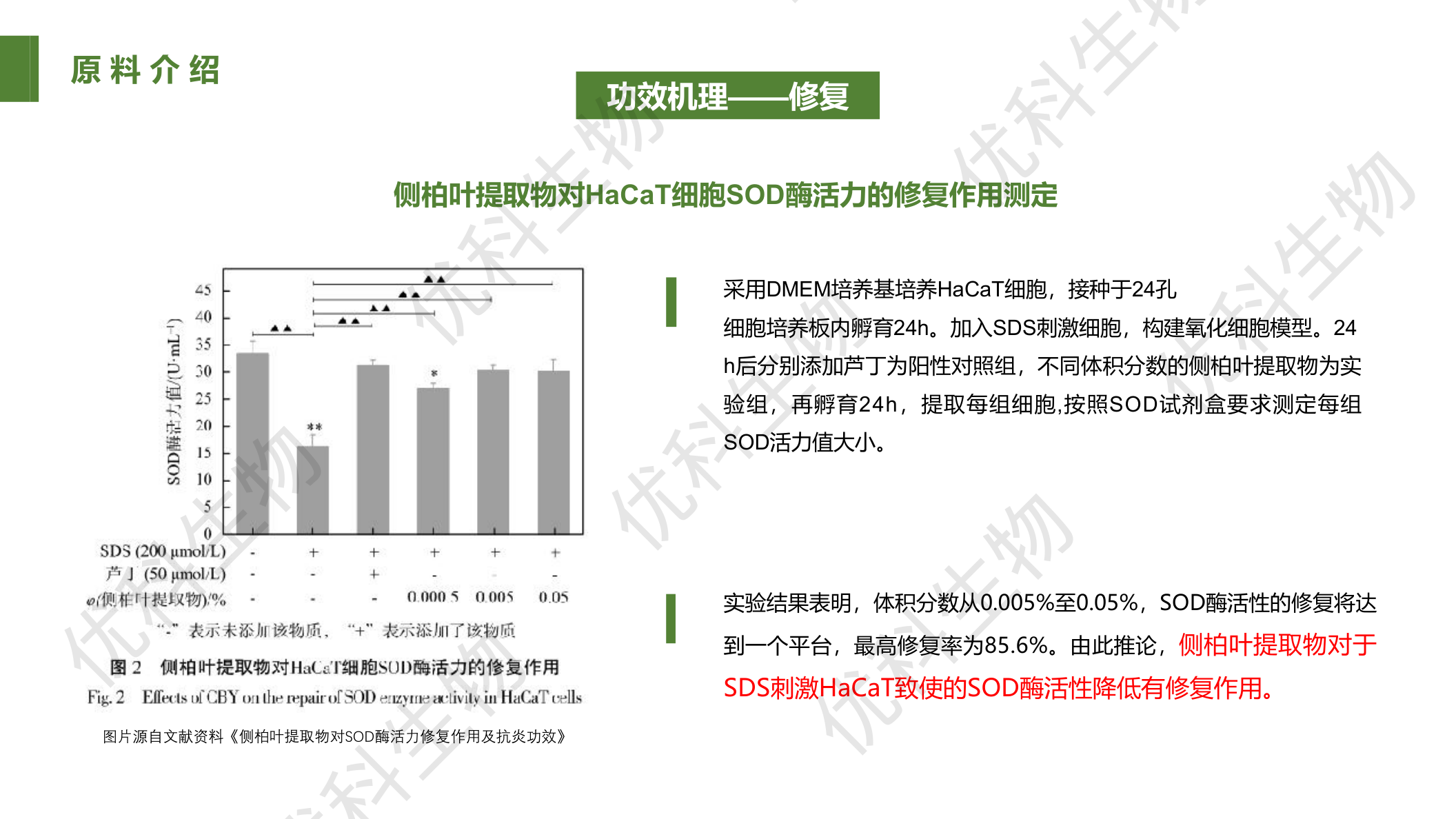 侧柏叶提取物对HaCaT细胞SOD酶活力修复作用：0.005%-0.05%时修复达平台，最高修复率85.6%（文献数据）