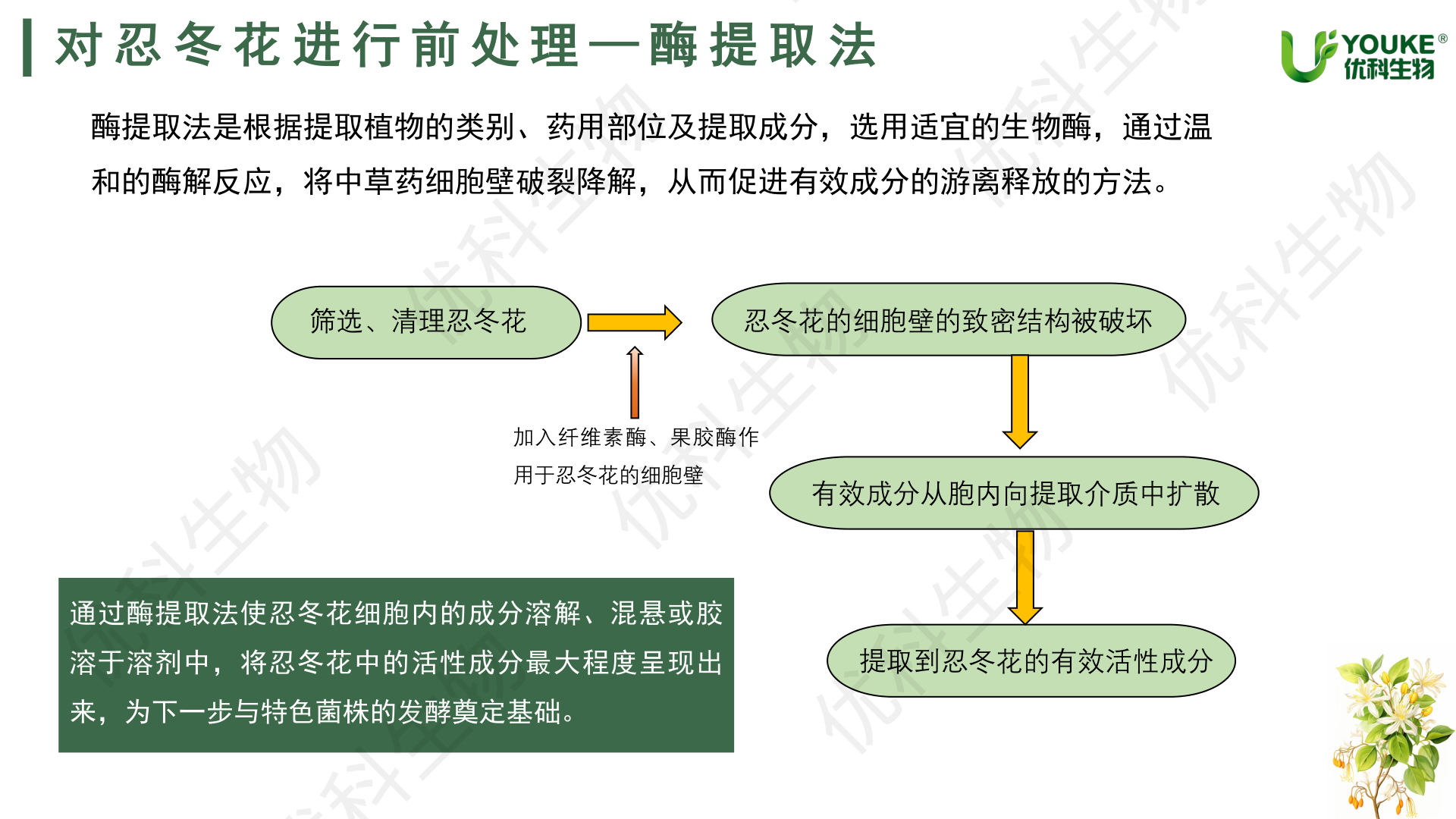 忍冬花前处理酶提取法：筛选清理→酶解破壁→有效成分游离释放，为特色菌株发酵奠定基础