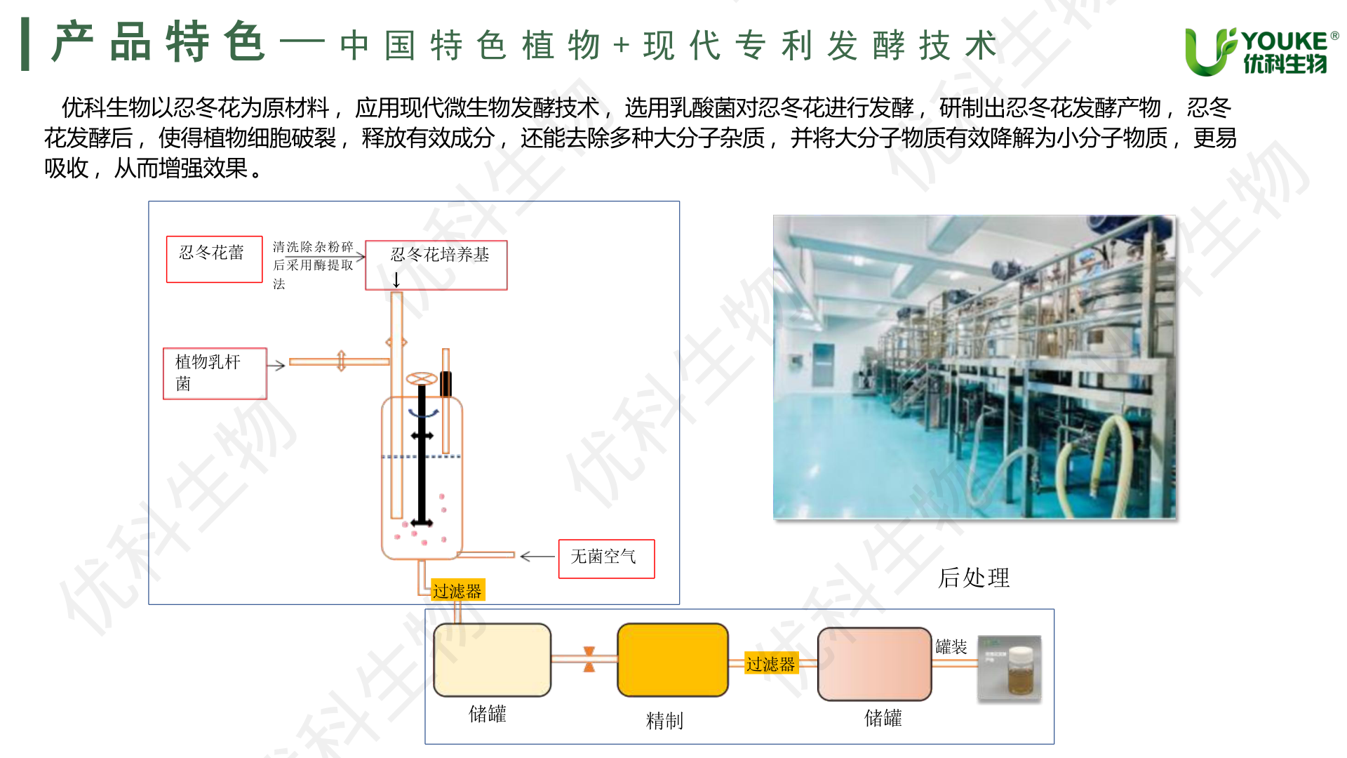忍冬花发酵工艺：忍冬花蕾→清洗除杂粉碎→酶提取制成培养基→接入植物乳杆菌→发酵→后处理精制罐装