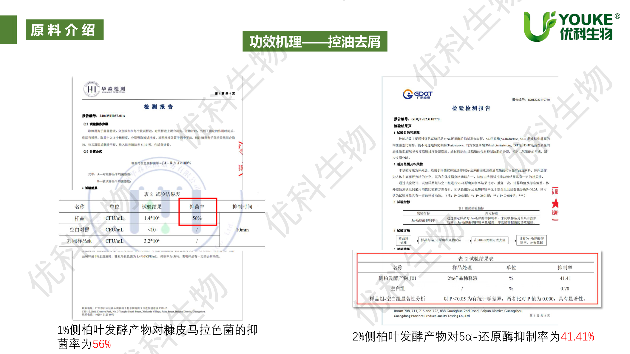 侧柏叶发酵产物控油去屑功效：1%对糠秕马拉色菌抑制率56%、2%对5α-还原酶抑制率41.41%