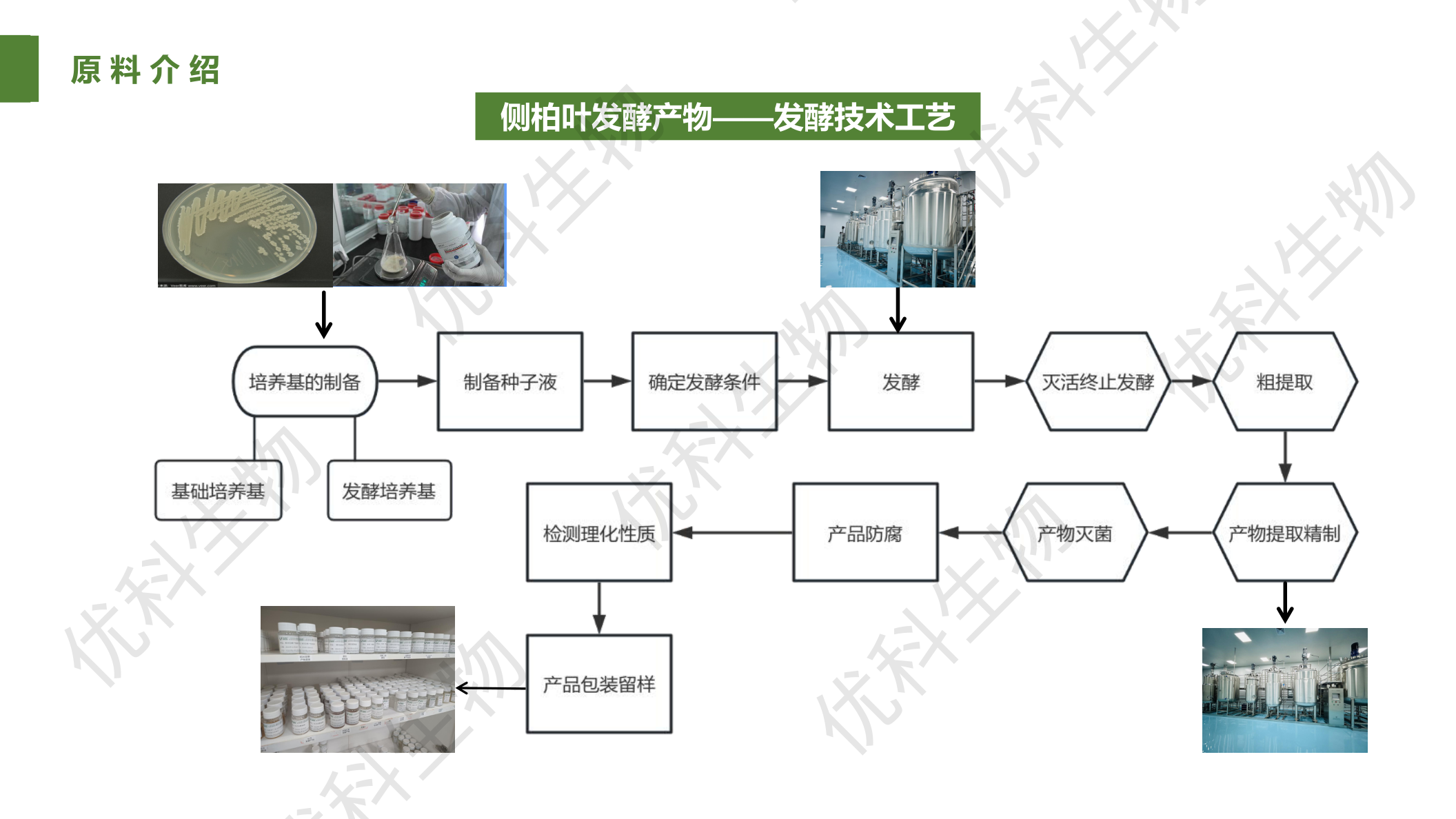 侧柏叶发酵产物发酵技术工艺：培养基制备、种子液、发酵条件、发酵、灭活终止、粗提取、精制、灭菌、防腐、检测、包装留样